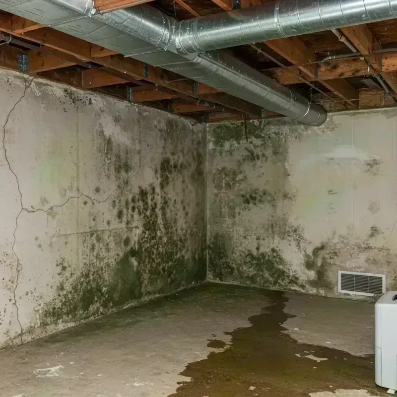 Professional Mold Removal in Bell County, TX